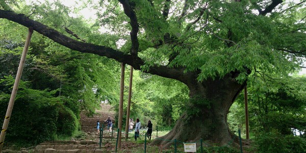 大ケヤキのサムネイル画像
